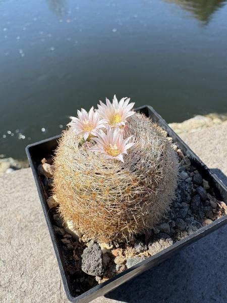 Mammillaria neobertrandiana
